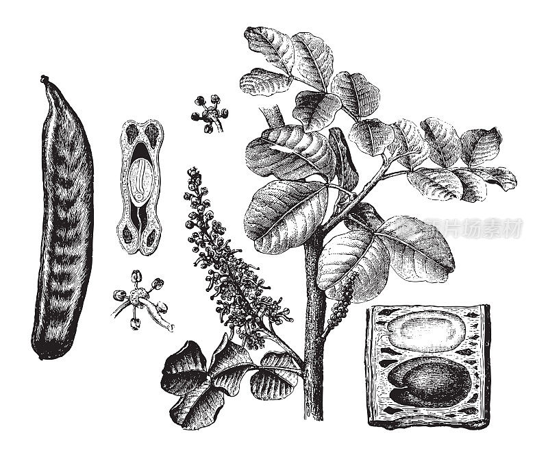 角豆树(Ceratonia sililiqua) -复古插图